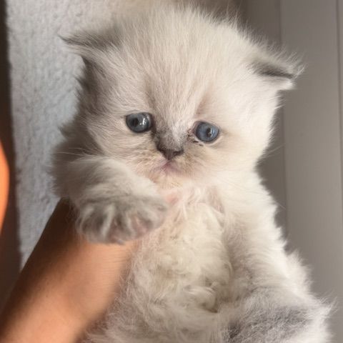 Mâle et femelle british shorthair et longhair #2