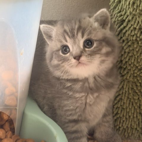 Mâle et femelle british shorthair et longhair #3