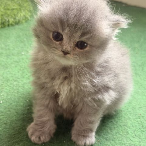Mâle et femelle british shorthair et longhair #4
