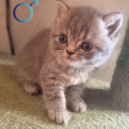 Mâle et femelle british shorthair et longhair #2