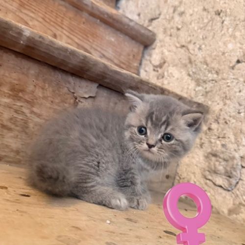 Mâle et femelle british shorthair et longhair #3