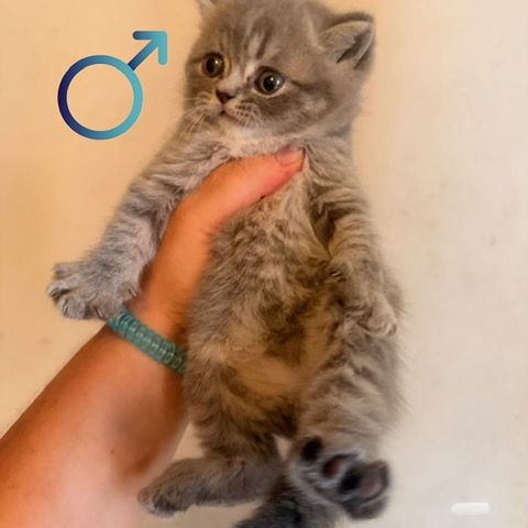 Mâle et femelle british shorthair et longhair