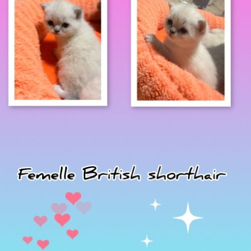 Mâle et femelle british shorthair et longhair