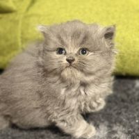 Male et british shorthair et longhair #1