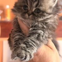 Male et british shorthair et longhair