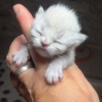 Male et british shorthair et longhair #4