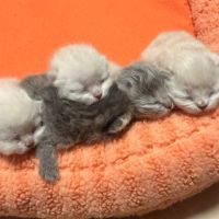 Male et british shorthair et longhair #5