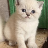 Mâle et femelle british shorthair et longhair