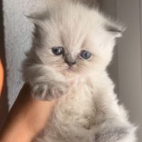 Mâle et femelle british shorthair et longhair #2