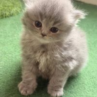 Mâle et femelle british shorthair et longhair #4