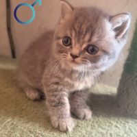 Mâle et femelle british shorthair et longhair #2