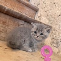 Mâle et femelle british shorthair et longhair #3
