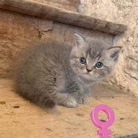 Mâle et femelle british shorthair et longhair #4