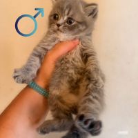 Mâle et femelle british shorthair et longhair
