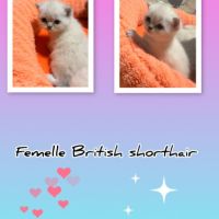 Mâle et femelle british shorthair et longhair