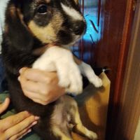 Chiots border collie croisés #1