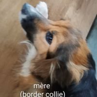 Chiot border collie croisé éduqué #2