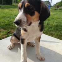 Chiot border collie croisés