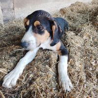 Chiot border collie croisé éduqué