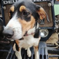 Chiot border collie croisé éduqué