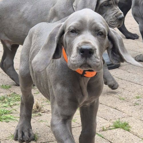 Superbes chiots dogues allemand #2