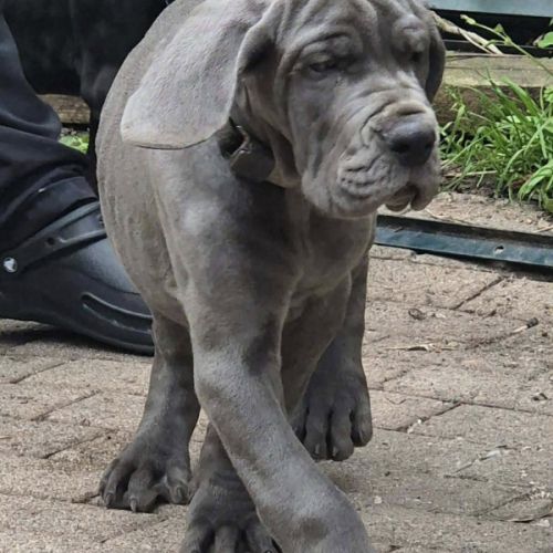 Superbes chiots dogues allemand #3