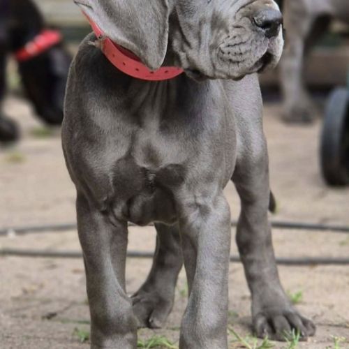 Superbes chiots dogues allemand #5