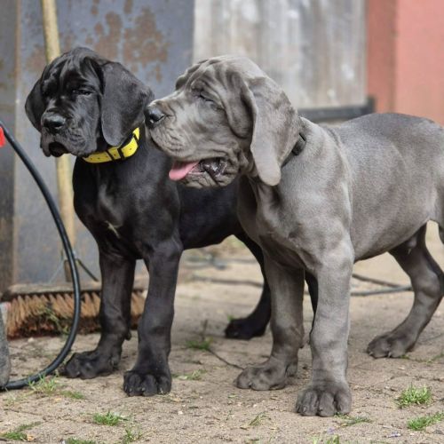 Superbes chiots dogues allemand #6