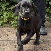 Superbes chiots dogues allemand