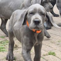 Superbes chiots dogues allemand #2