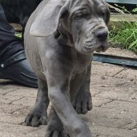 Superbes chiots dogues allemand #3