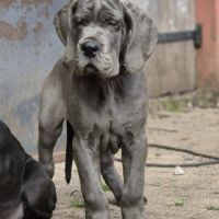 Superbes chiots dogues allemand #4
