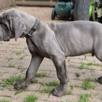 Superbes chiots dogues allemand #7