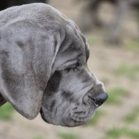 Superbes chiots dogues allemand #8