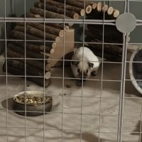 Cochons d'inde #2