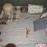 Cochons d'inde #4