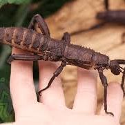 Kit d’élevage phasme cuir eurycantha calcarata