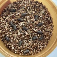 Kit d’élevage phasme cuir eurycantha calcarata #1