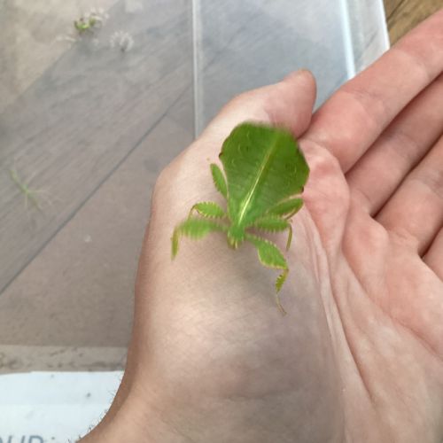 Phasme feuille : kit complet avec phasmes #1