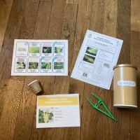 Phasme feuille : kit complet avec phasmes #3