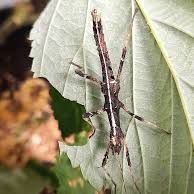 Kit phasme soleil : sungaya avec phasmes