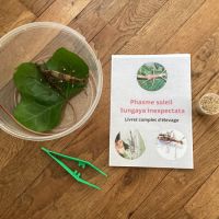 Kit phasme soleil : sungaya avec phasmes #3