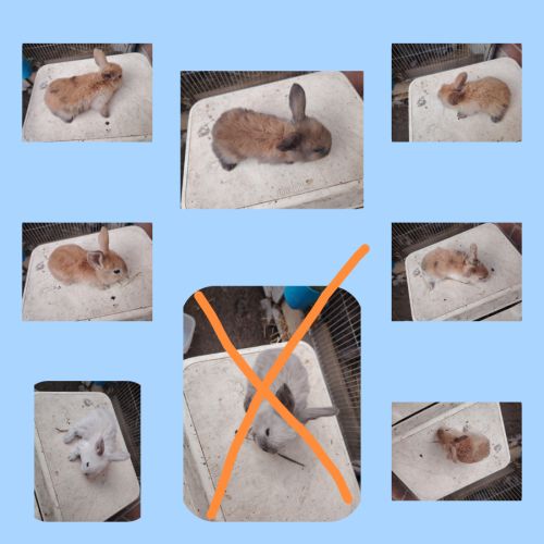 Lapin belier #1