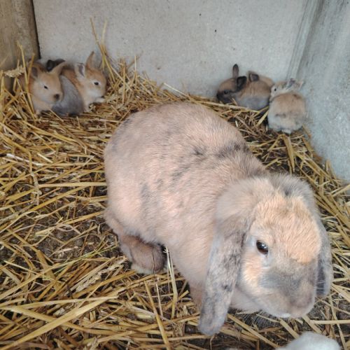 Lapin belier #0