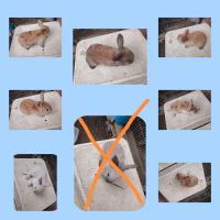 Lapin belier #1