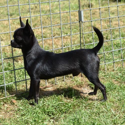 Jeune mâle chihuahua lof (disponible de suite) #6