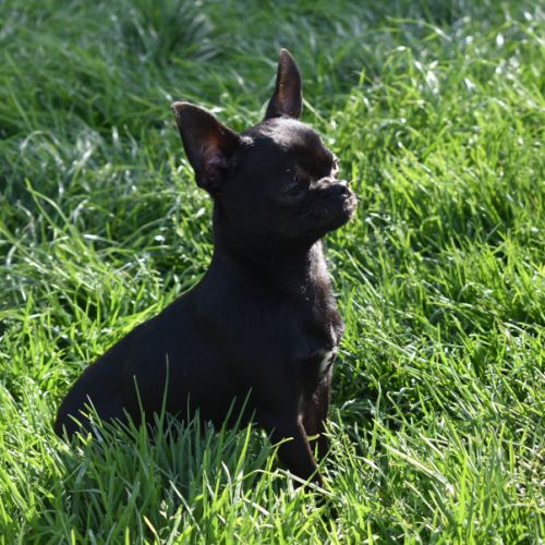 Jeune mâle chihuahua lof (disponible de suite) #1