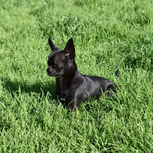 Jeune mâle chihuahua lof (disponible de suite) #2