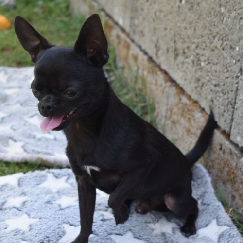 Jeune mâle chihuahua lof (disponible de suite) #8