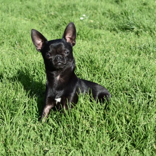 Jeune mâle chihuahua lof (disponible de suite) #4